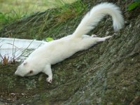 050When I cant hunt, Tree Rats.jpg
