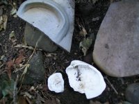 SEPT 4TH 1827 MATRON HEAD 005.jpg