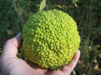 osage orange.jpg