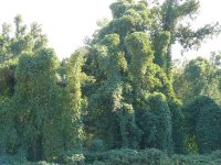 022River bottom home place.jpg