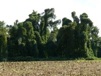019River bottom home place.jpg