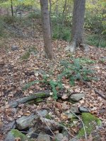 OCT 23rd 2 COPPERS AND SHOEBUCKLE 005.jpg