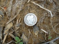 0011912 Mardigra Token.jpg