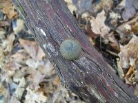 NOV 27TH WOODS HIBERNIA CW ARTILLERY BUTTON 001.jpg