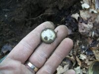 DEC 10TH HUNT BUTTONS 010.jpg