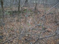 DEC 27TH HUNT WITH FORINO NJ COPPER 005.jpg
