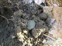 DEC 29TH HUNT WITH GROUP 3 COPPERS 003.jpg