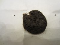 IMG_0138.JPG