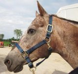 Horse_Wearing_Navy_Blue_Nylon_Halter.jpg