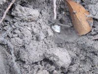 stander in hole.jpg