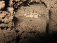 walker 45 in hole.jpg