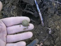 JAN 28TH 2 CIVIL WAR BUTTONS 009.jpg