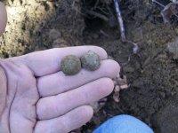 JAN 28TH 2 CIVIL WAR BUTTONS 010.jpg