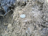JAN 28TH 2 CIVIL WAR BUTTONS 011.jpg