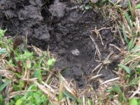 51 benji in hole.jpg