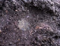 wheat in dirt.jpg