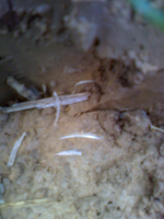 0320101329a.jpg.png