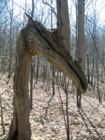 MARCH 21TH old  mill 003 [].jpg.png