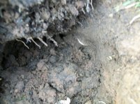 APRIL 2ND MINELAB MAIDEN VOYAGE 002 [].jpg