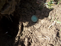 APRIL 3RD OLD CHURCH GROUNDS HUNT 003 [].jpg.png