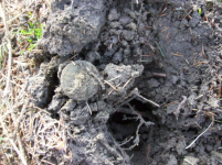 APRIL 3RD OLD CHURCH GROUNDS HUNT 008 [].jpg.png