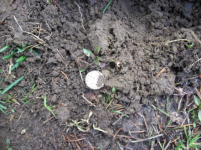 APRIL 3RD OLD CHURCH GROUNDS HUNT 010 [].jpg.png