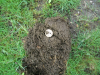 APRIL 6TH OLD CURCH GROUNDS BARBER HALF 001 [].jpg.png