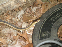 P5270048.JPG.png