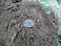 april 11 cellar holes with ron 005 [].jpg.png