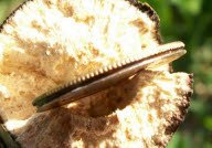 100_0037.jpg
