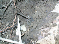 april 14 CELLAR HOLE  by myself BARBER HALF 012 [].jpg.png