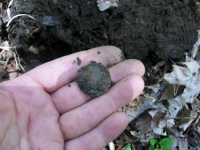 MAY 1ST CELLAR HOLES WITH RON 001 [].jpg.png