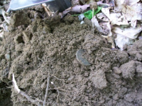 MAY 1ST CELLAR HOLES WITH RON 009 [].jpg.png