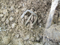 MAY 2nd CELLAR HOLES WITH RON KG and IH 011 [].jpg.png