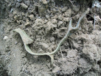 MAY 2nd CELLAR HOLES WITH RON KG and IH 018 [].jpg.png