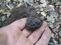 MARCH 17TH 1819 MATRON HEAD 004.jpg
