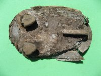 BuckleBack_0001.jpg