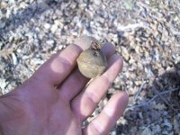 MARCH 23RD KGII CIVIL WAR BULLET 001.jpg