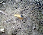stirrup ring.jpg