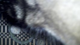 cat.jpg