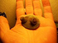 2 HUNTS BUTTONS and 2 CENT PIECE 026.jpg