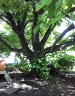 tree.jpg