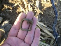 MAY 19TH COLONIAL KNEE BUCKLE 003.jpg