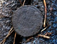 Indian head 2.jpg