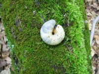 MAY 28TH HUNT WITH SNIFFY 2 ORNATE BUTTONS 006.jpg