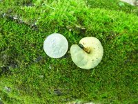 MAY 28TH HUNT WITH SNIFFY 2 ORNATE BUTTONS 007.jpg