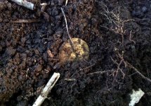 SLQ in dirt.jpg