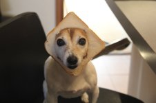 inbread dog.jpg