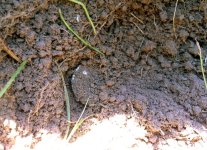 dime in dirt.jpg