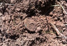 penny in dirt.jpg
